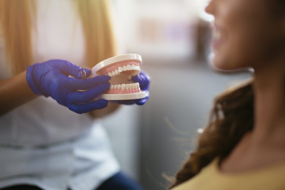 Dentist holding teeth model